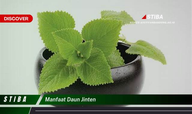 Temukan 9 Manfaat manfaat daun jinten yang Wajib kamu ketahui