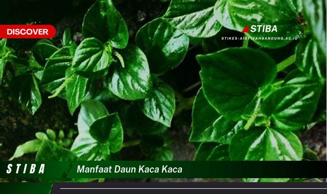 Temukan 10 Manfaat manfaat daun kaca kaca yang Wajib Kamu Intip