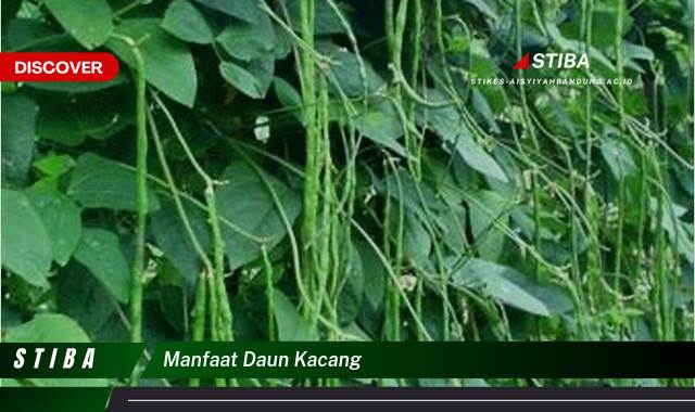 Temukan 10 Manfaat manfaat daun kacang yang tidak Semua Orang Tau