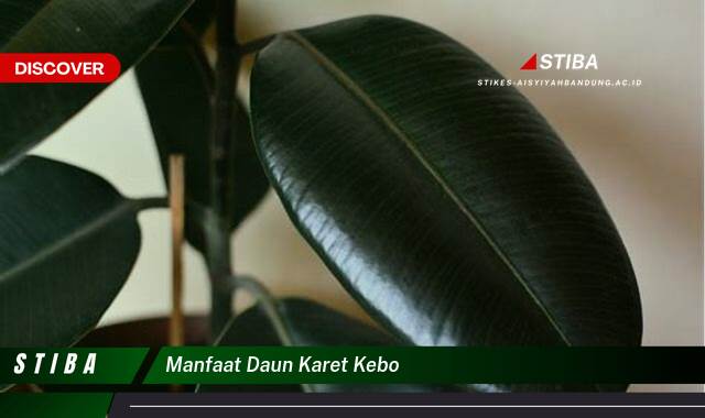 Temukan 10 Manfaat Daun Karet Kebo yang Wajib Kamu Ketahui