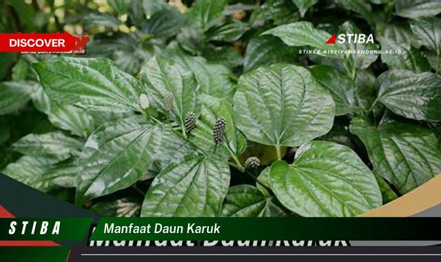 Temukan 9 Manfaat manfaat daun karuk yang Jarang Diketahui