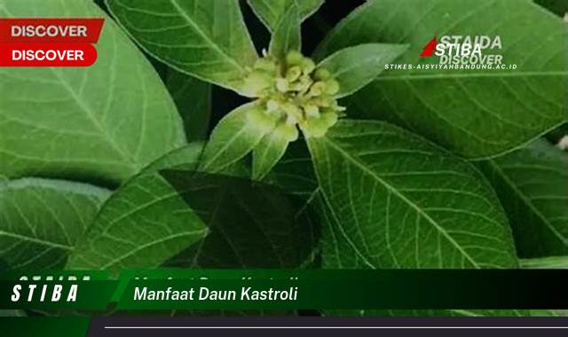 Temukan 8 Manfaat manfaat daun kastroli yang Jarang Diketahui