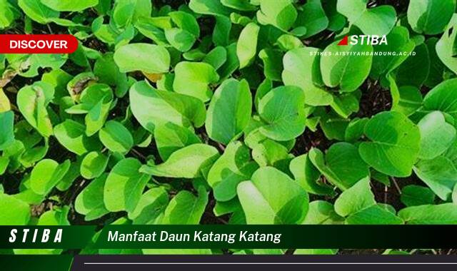 Inilah 10 Manfaat manfaat daun katang katang yang Wajib Kamu Intip