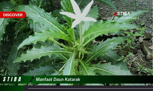 Inilah 9 Manfaat manfaat daun katarak yang Bikin Kamu Penasaran