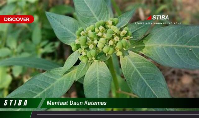 Inilah 10 Manfaat manfaat daun katemas yang Bikin Kamu Penasaran