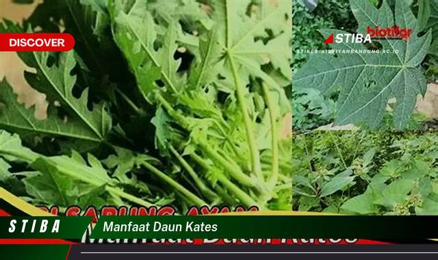 Inilah 8 Manfaat Daun Kates yang Wajib Kamu Intip