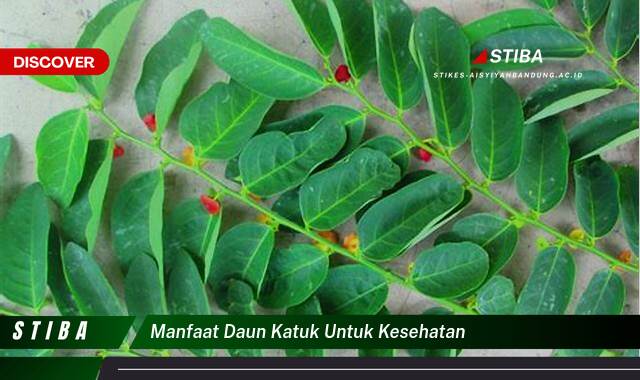 Ketahui 10 Manfaat Daun Katuk untuk Kesehatan yang Bikin Kamu Penasaran