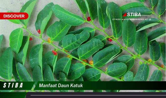 Inilah 9 Manfaat Daun Katuk yang Wajib Kamu Ketahui