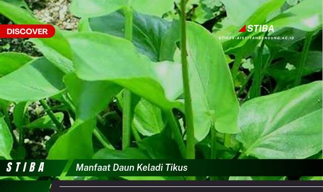 Ketahui 10 Manfaat manfaat daun keladi tikus yang Wajib Kamu Intip