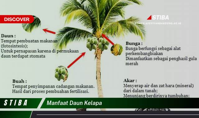 Inilah 9 Manfaat Daun Kelapa yang Tidak Semua Orang Tau