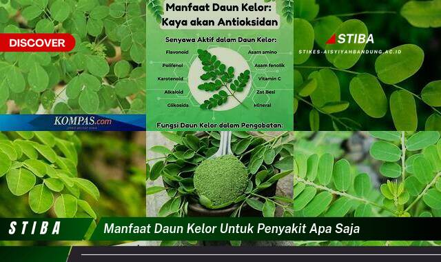 Temukan 9 Manfaat Daun Kelor untuk Penyakit yang Tidak Semua Orang Tau