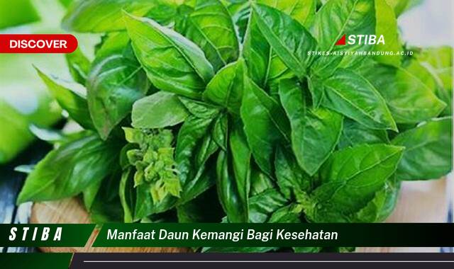 Temukan 10 Manfaat manfaat daun kemangi bagi kesehatan yang Bikin Kamu Penasaran
