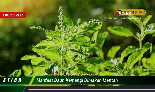 Manfaat Daun Kemangi Dimakan Mentah