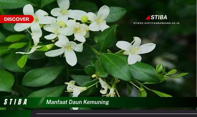 Ketahui 8 Manfaat manfaat daun kemuning yang Bikin Kamu Penasaran