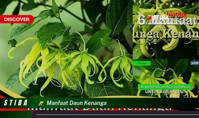 Ketahui 10 Manfaat manfaat daun kenanga yang Bikin Kamu Penasaran