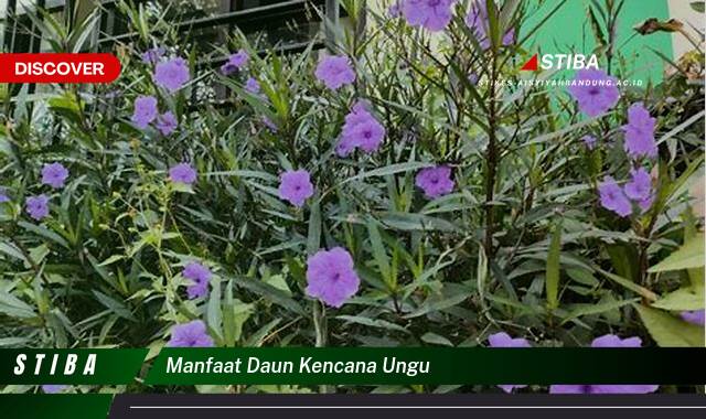Inilah 10 Manfaat manfaat daun kencana ungu yang Jarang Diketahui