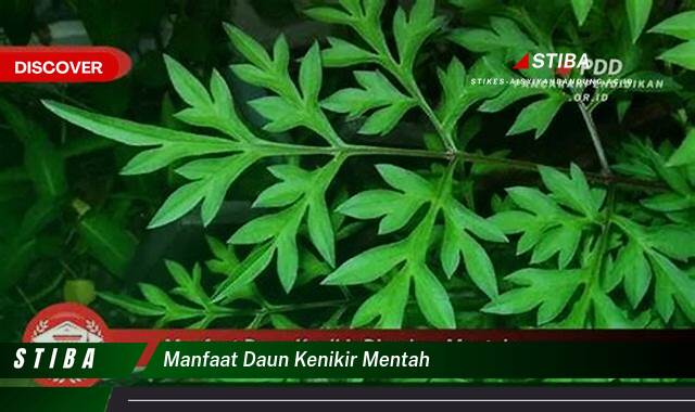 Inilah 8 Manfaat manfaat daun kenikir mentah yang Wajib kamu ketahui
