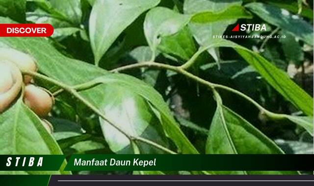 Inilah 10 Manfaat manfaat daun kepel yang Jarang Diketahui