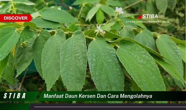 Temukan 8 Manfaat manfaat daun kersen dan cara mengolahnya yang Wajib Kamu Intip