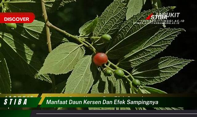 Ketahui 8 Manfaat manfaat daun kersen dan efek sampingnya yang Wajib Kamu Intip