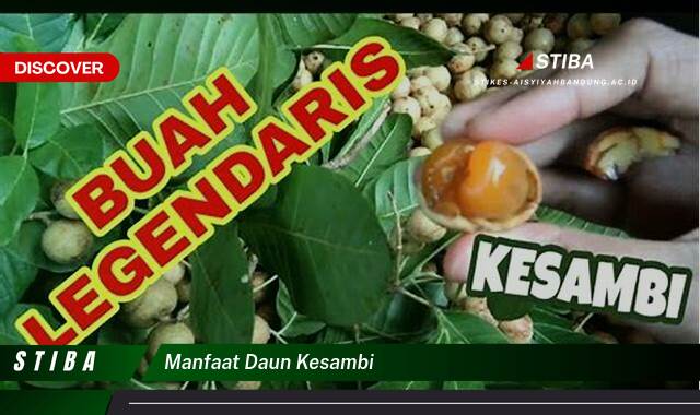 Temukan 8 Manfaat manfaat daun kesambi yang Wajib kamu ketahui