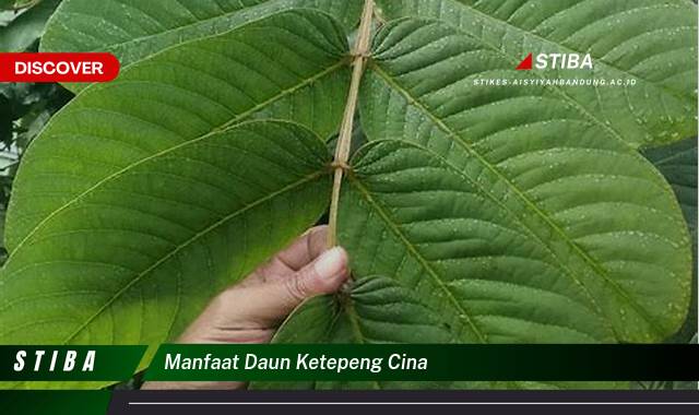 Inilah 10 Manfaat manfaat daun ketepeng cina yang Wajib kamu ketahui