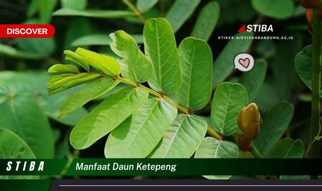 Ketahui 10 Manfaat Daun Ketepeng yang Tak Banyak Orang Tau