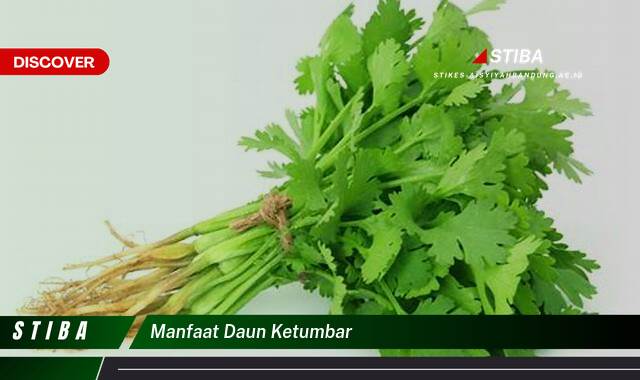 Ketahui 7 Manfaat Daun Ketumbar yang Wajib Kamu Intip