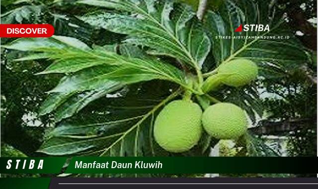 Temukan 10 Manfaat manfaat daun kluwih yang tidak Semua Orang Tau