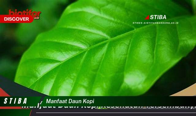 Inilah 10 Manfaat manfaat daun kopi yang Jarang Diketahui