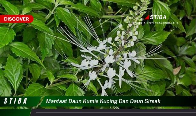Ketahui 9 Manfaat manfaat daun kumis kucing dan daun sirsak yang Jarang Diketahui