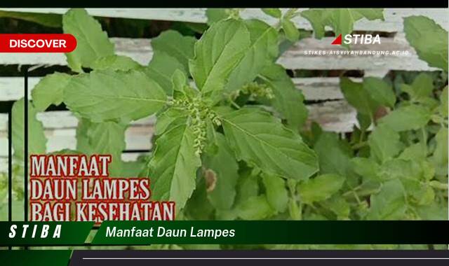 Temukan 9 Manfaat daun lampes yang Wajib Kamu Intip