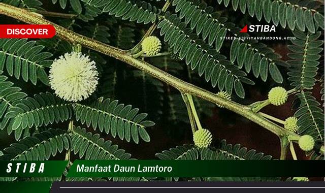 Inilah 9 Manfaat manfaat daun lamtoro yang Wajib kamu ketahui