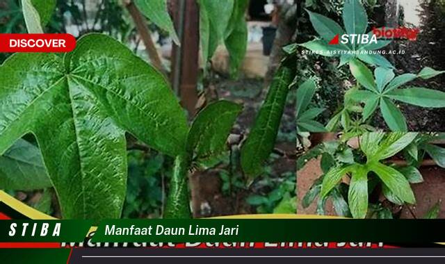 Ketahui 9 Manfaat manfaat daun lima jari yang Bikin Kamu Penasaran