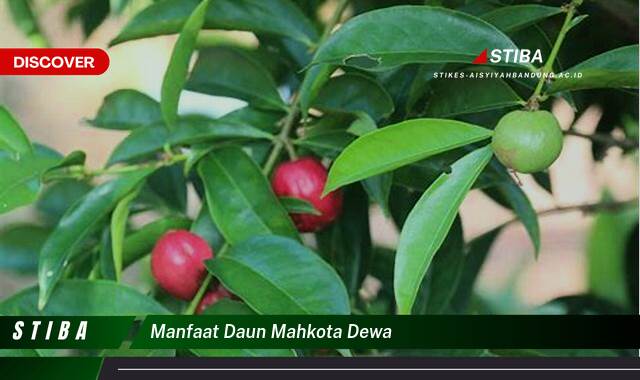 Ketahui 10 Manfaat manfaat daun mahkota dewa yang Jarang Diketahui