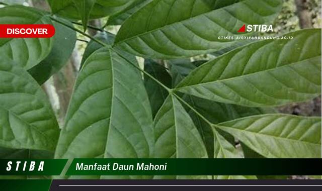 Temukan 9 Manfaat manfaat daun mahoni yang Wajib kamu ketahui