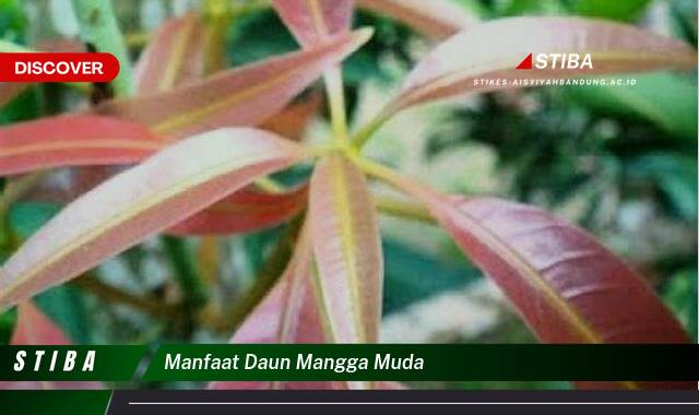 Inilah 8 Manfaat manfaat daun mangga muda yang tidak Semua Orang Tau