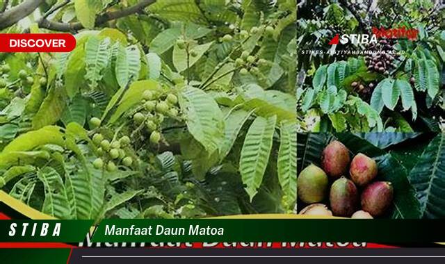 Temukan 10 Manfaat manfaat daun matoa yang Wajib Kamu Intip