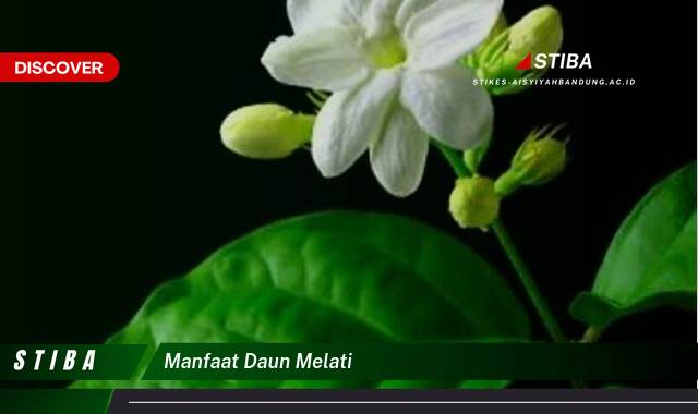 Inilah 9 Manfaat manfaat daun melati yang Bikin Kamu Penasaran