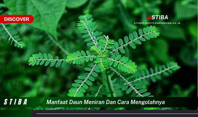 Temukan 8 Manfaat Daun Meniran & Cara Mengolahnya yang Jarang Diketahui