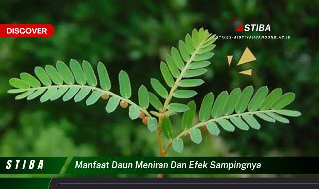 Ketahui 10 Manfaat Daun Meniran & Efek Sampingnya yang Jarang Diketahui