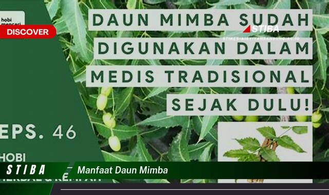 Inilah 10 Manfaat Daun Mimba yang Wajib Kamu Intip