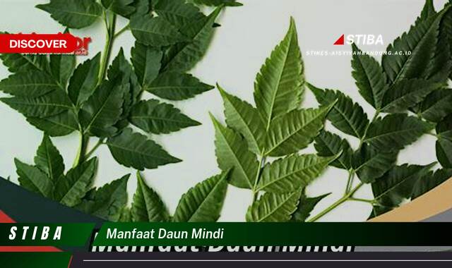 Inilah 9 Manfaat manfaat daun mindi yang Wajib kamu ketahui