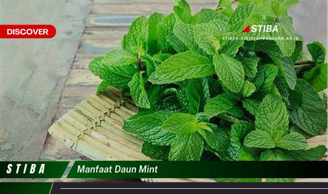 Inilah 9 Manfaat Daun Mint yang Bikin Kamu Penasaran