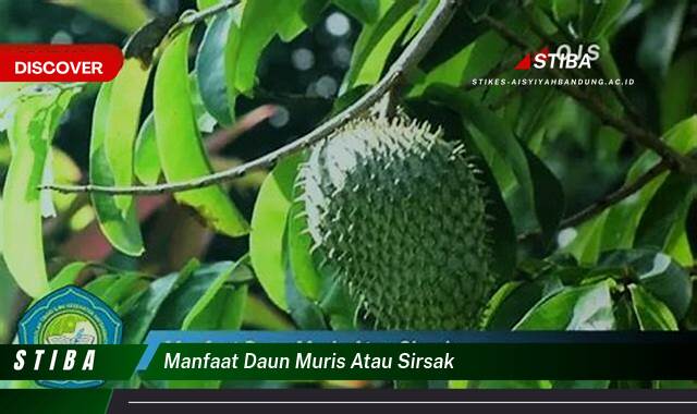 Ketahui 8 Manfaat manfaat daun muris atau sirsak yang Wajib Kamu Intip