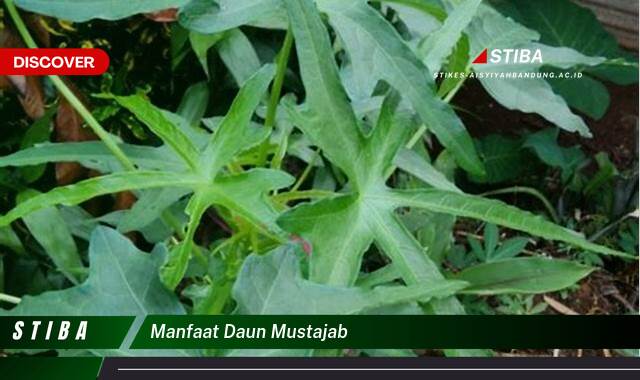 Temukan 9 Manfaat daun mustajab yang Jarang Diketahui