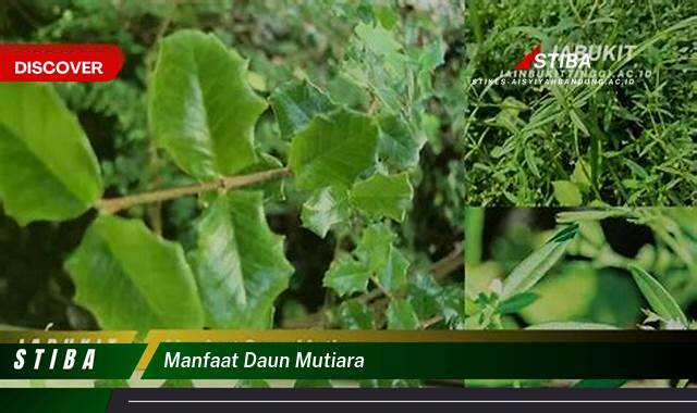 Ketahui 9 Manfaat manfaat daun mutiara yang Wajib kamu ketahui
