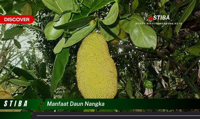 Ketahui 9 Manfaat Daun Nangka yang Tak Disangka