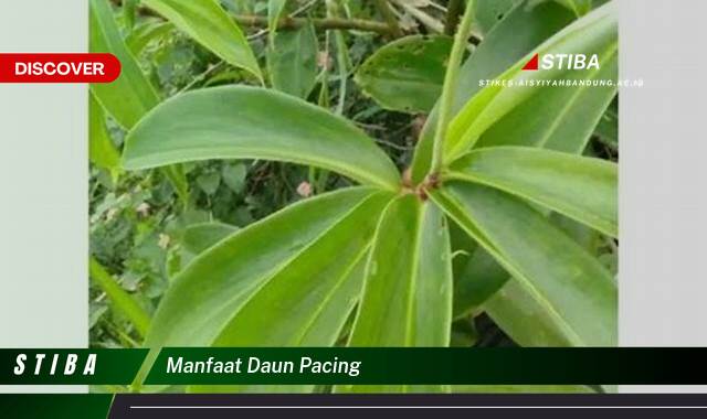 Inilah 9 Manfaat manfaat daun pacing yang Wajib kamu ketahui
