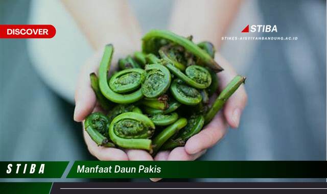 Inilah 9 Manfaat manfaat daun pakis yang Bikin Kamu Penasaran